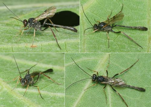 Anomalon cruentatum